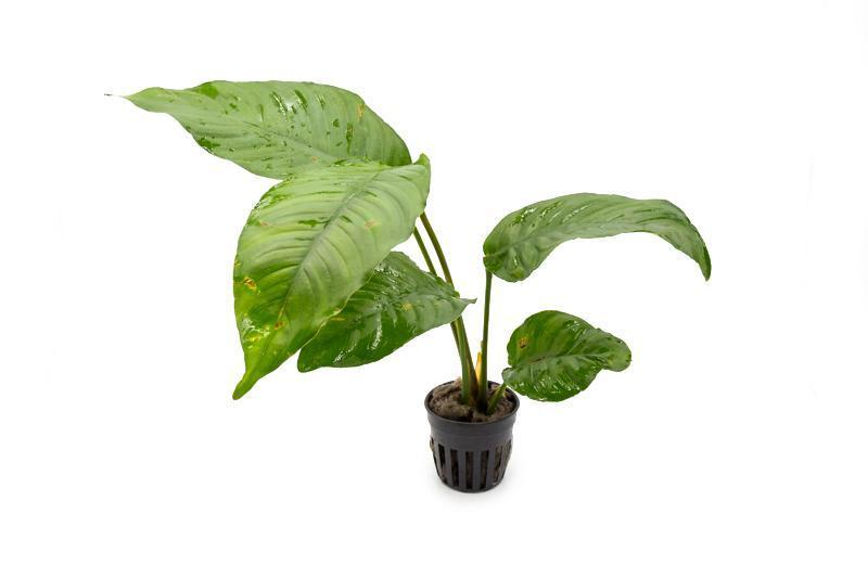 Image of Anubias heterophylla