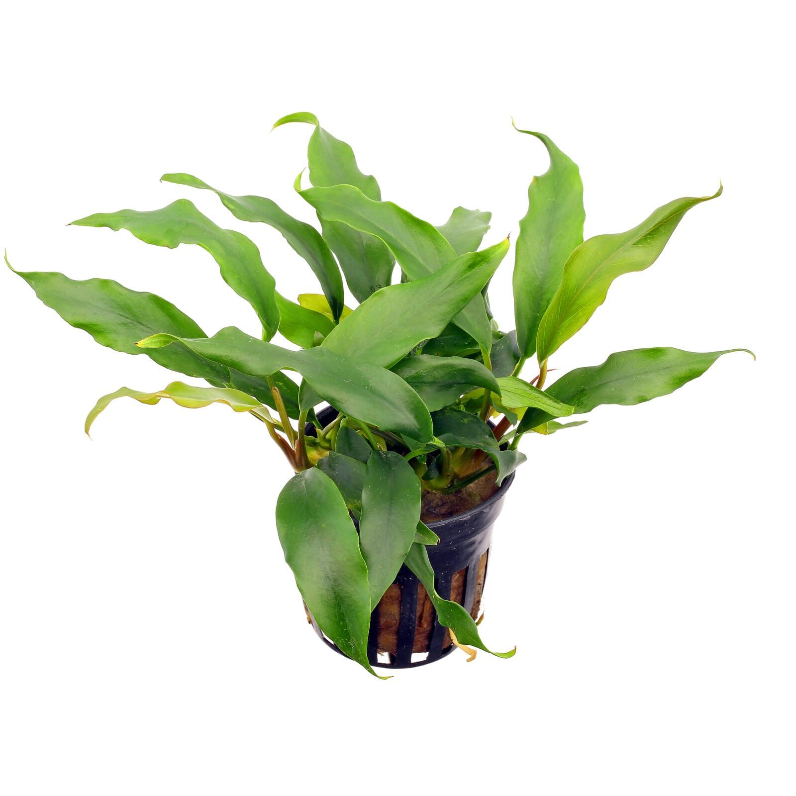 Image of Anubias minima