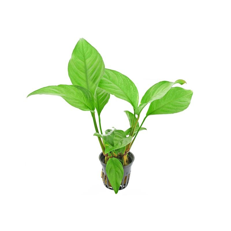 Arrowhead Anubias