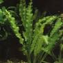 Image of Aponogeton crispus