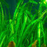 Image of Aponogeton longiplumulosus