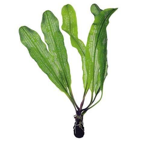 Image of Aponogeton madagascariensis