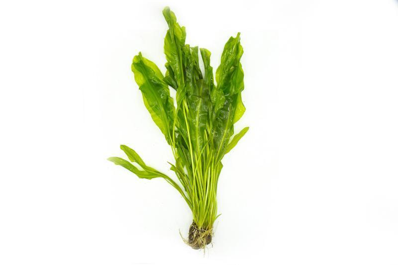 Image of Aponogeton ulvaceus