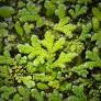 Image of Azolla caroliniana