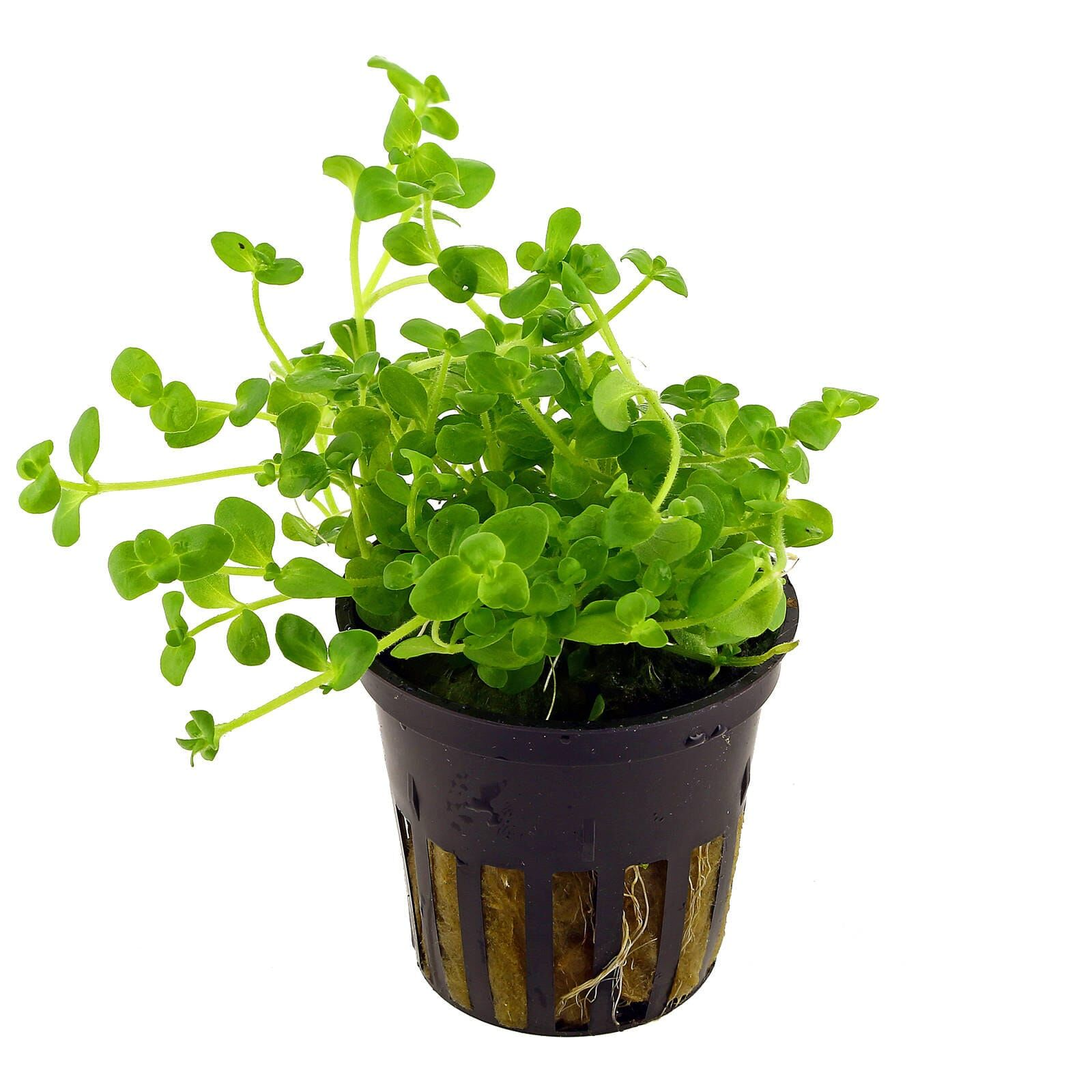 Brazilian Bacopa