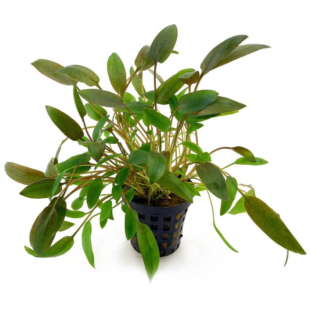 Image of Cryptocoryne beckettii