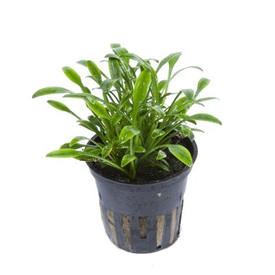 Image of Cryptocoryne parva