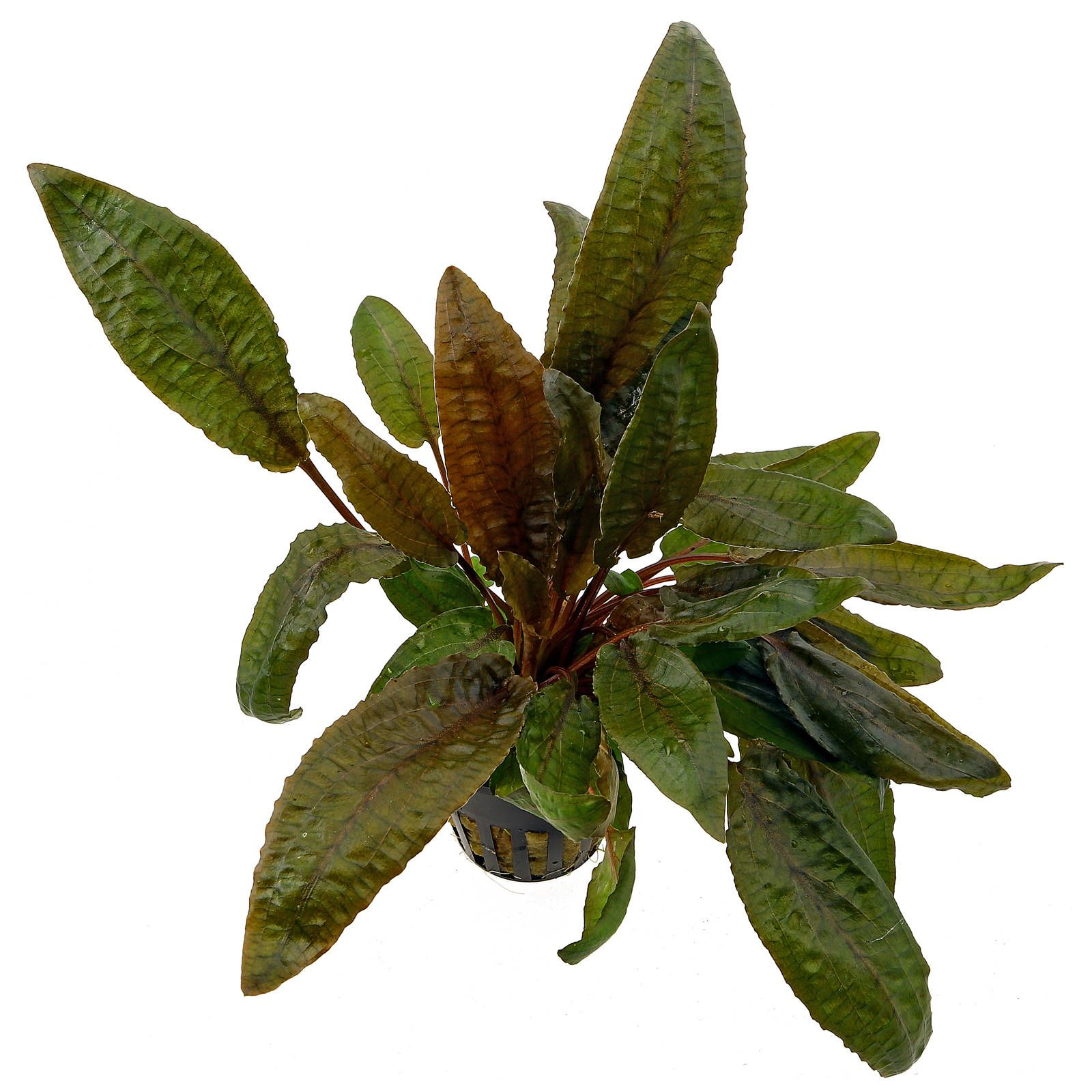 Image of Cryptocoryne wendtii Image of Cryptocoryne wendtii