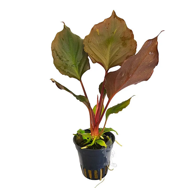 Image of Homalomena humilis