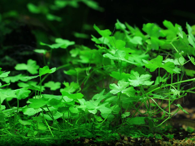 Japanese Pennywort