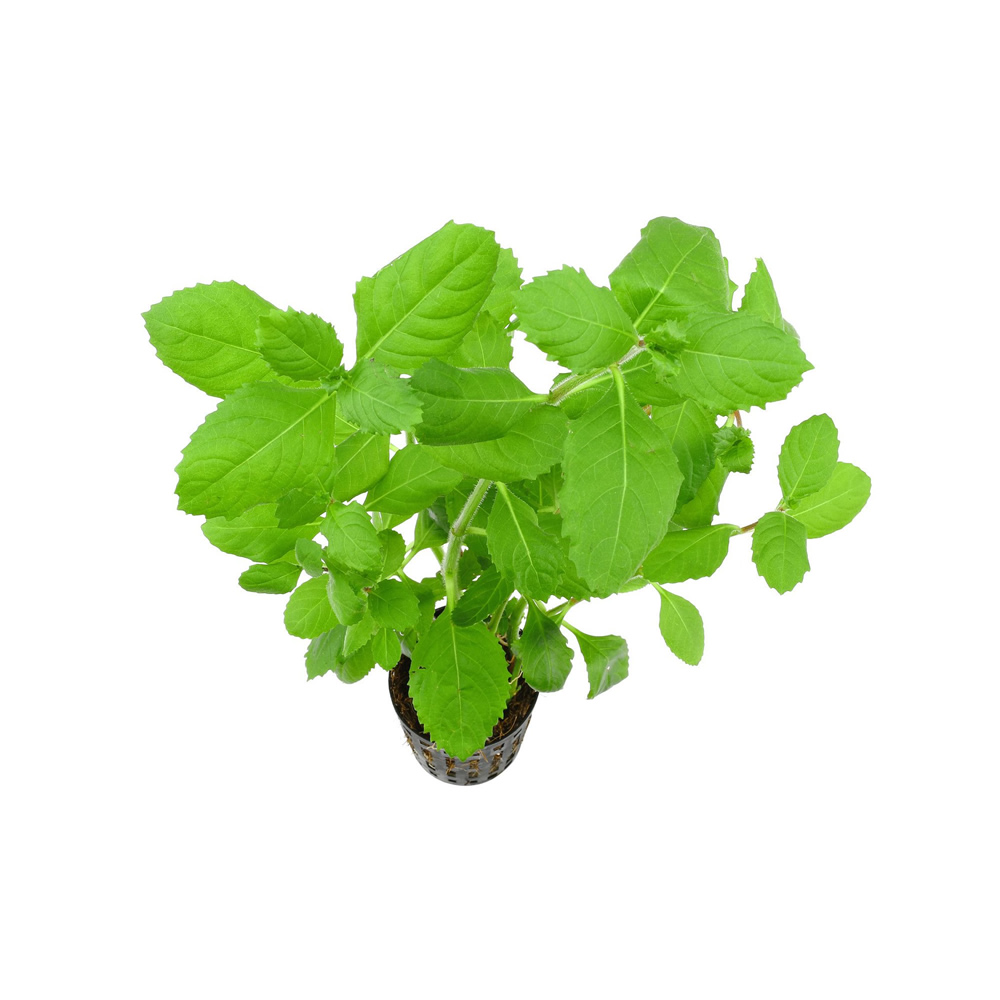 Image of Hygrophila difformis