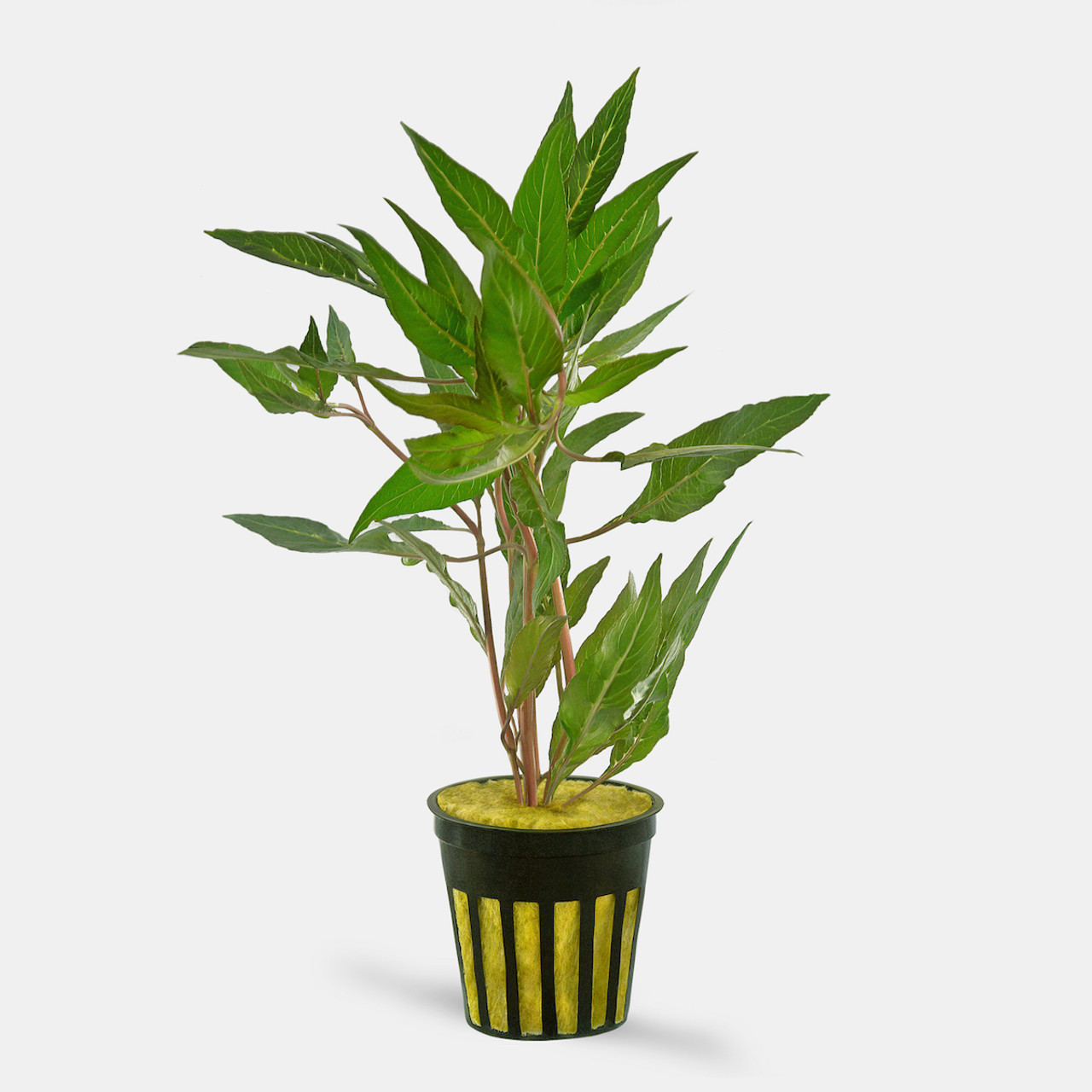 Image of Hygrophila salicifolia