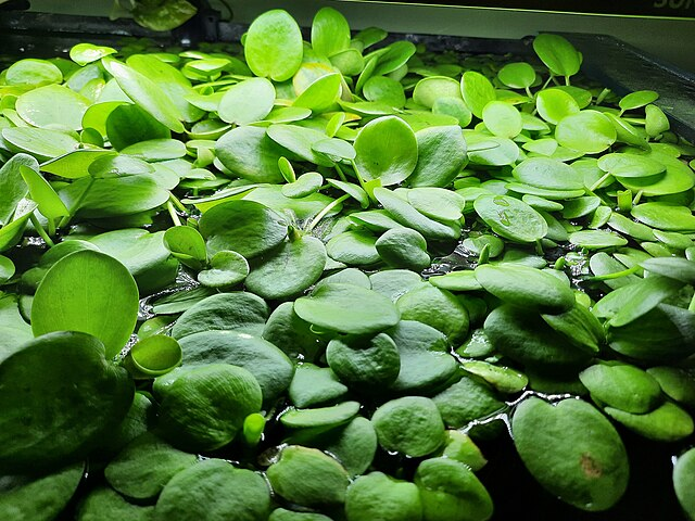 Amazon Frogbit