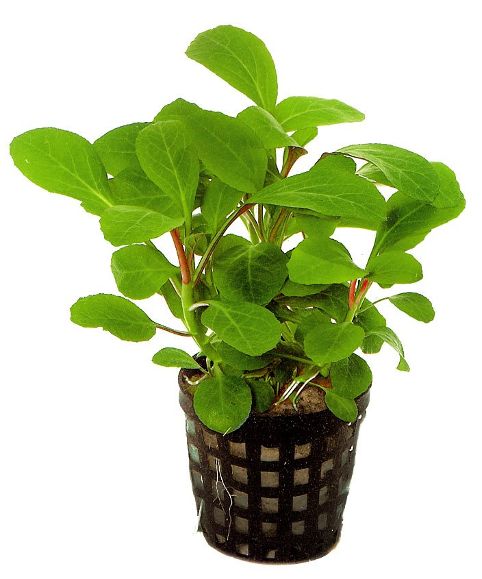 Image of Lobelia cardinalis
