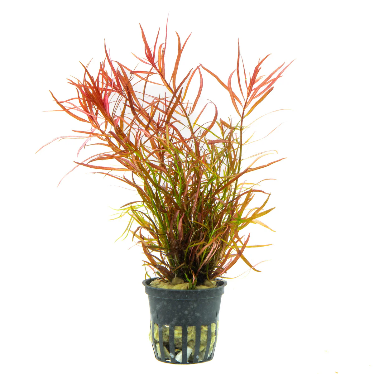 Needle Leaf Ludwigia