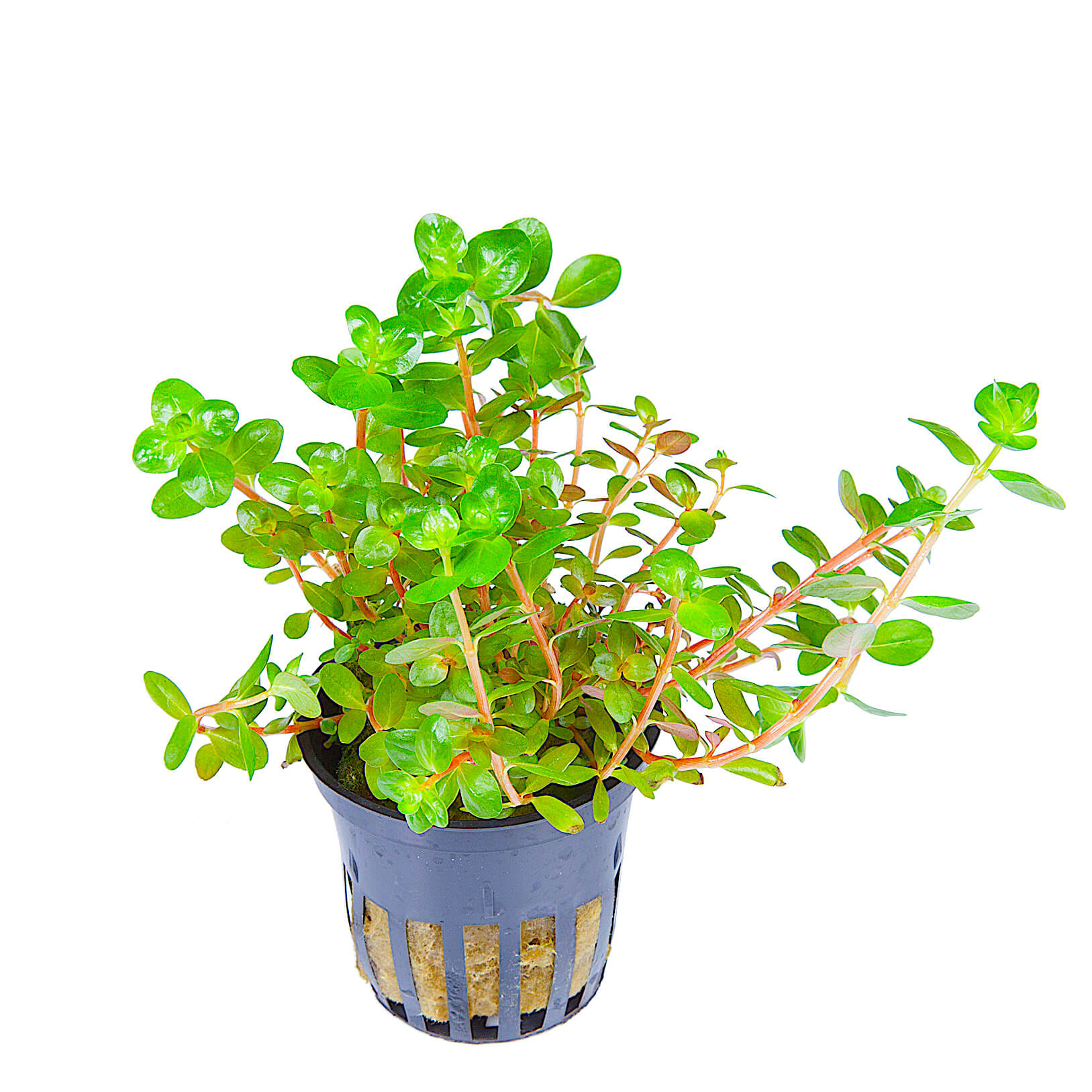 Dwarf Rotala