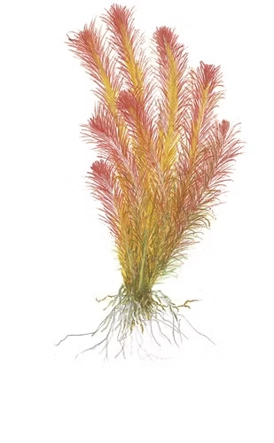 Whorly Rotala