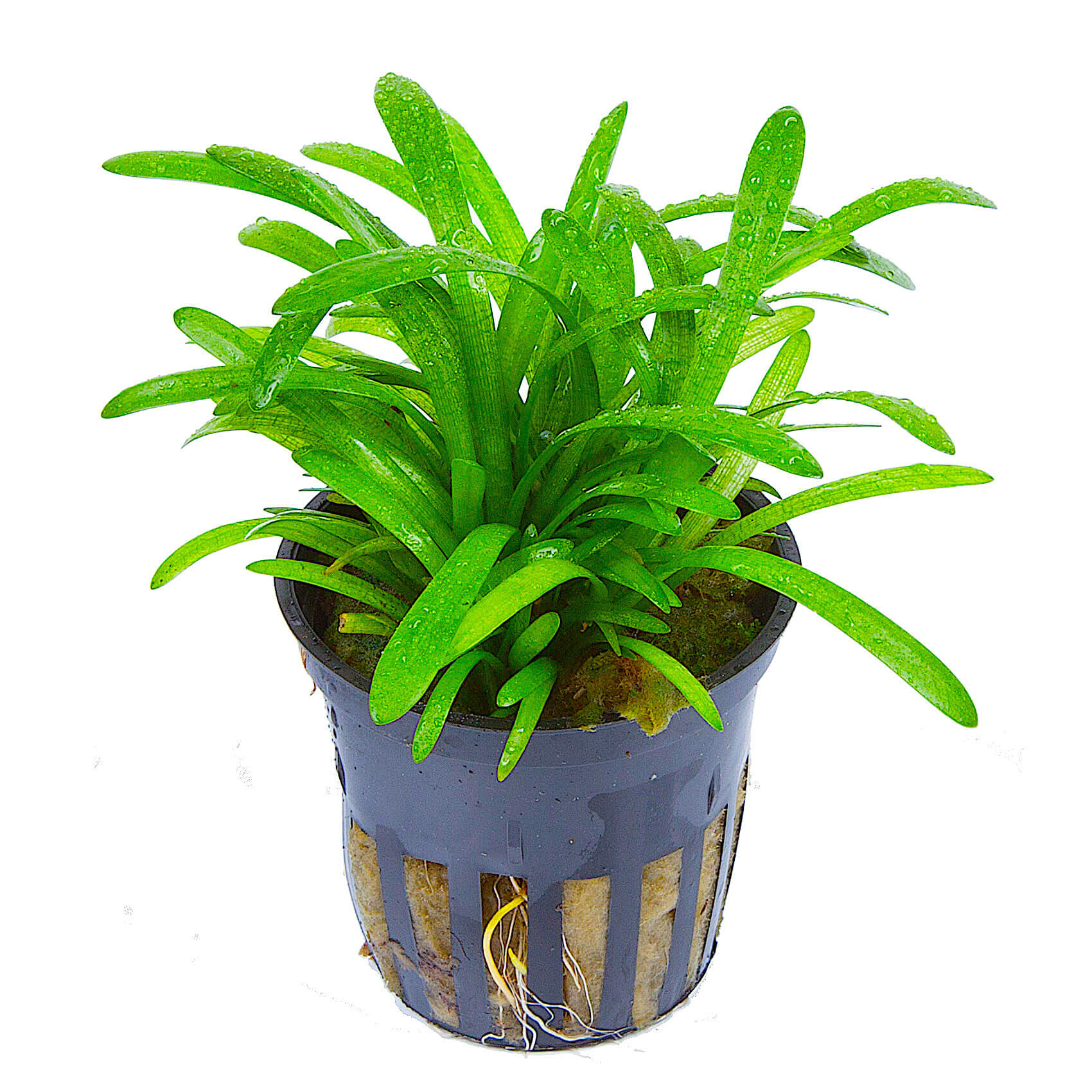 Image of Sagittaria subulata