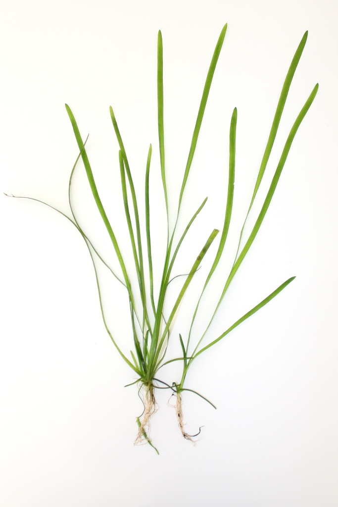 Image of Vallisneria spiralis