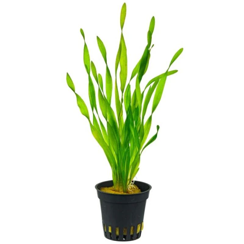 Image of Vallisneria torta